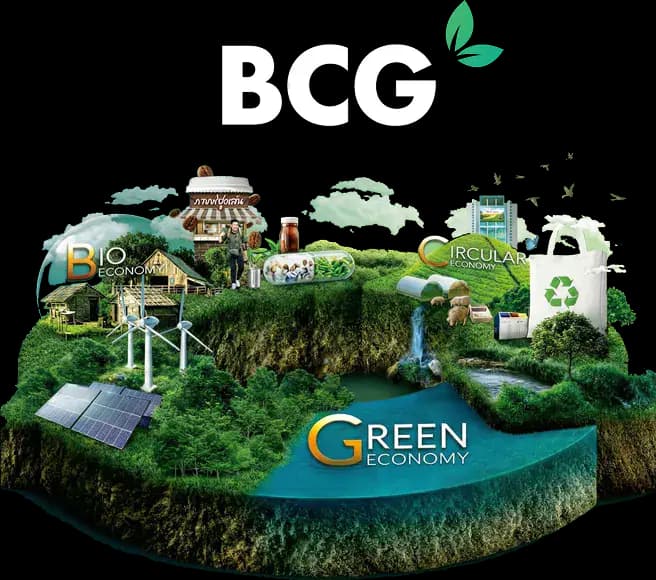 BCG Model